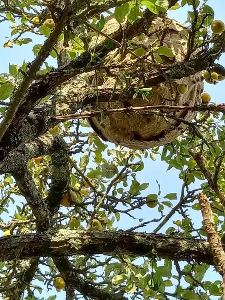 nid de frelons asiatiques à Parigné-L'Evêque