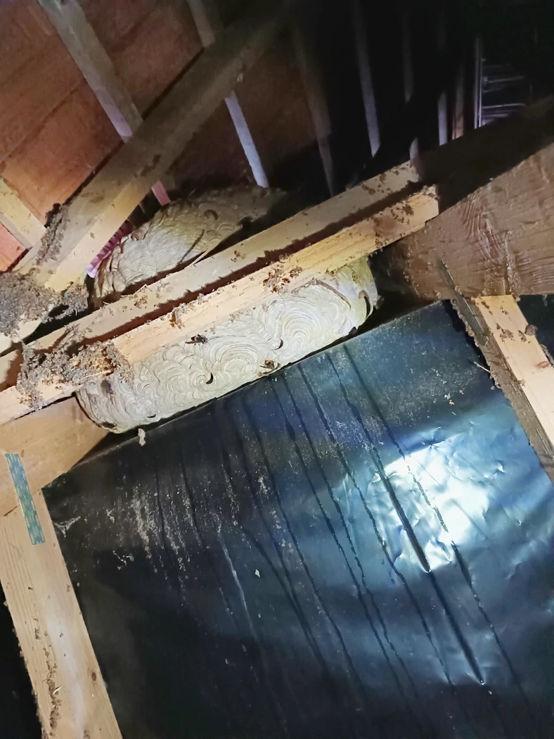 nid de frelons asiatiques à Moncé-en-Belin