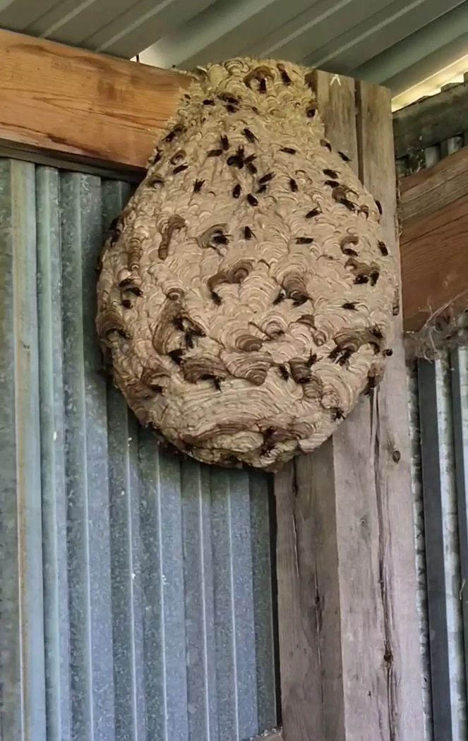 nid de frelons asiatiques à Saint-Mars-d'Outillé